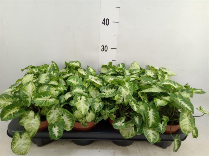 <h4>Syngonium  'Pixie'</h4>