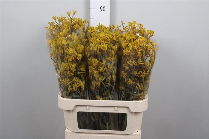 <h4>Anigoz Yellow G</h4>