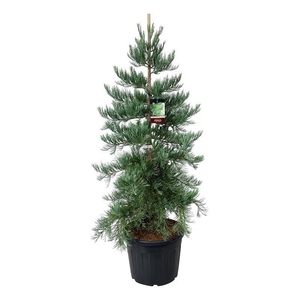 Sequoiadendron g. 'H. Mamm. Three'