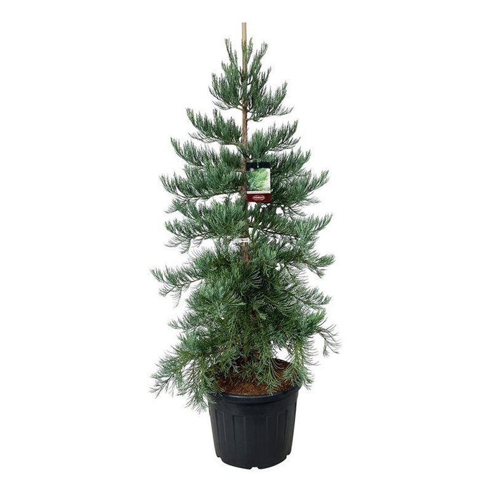 <h4>Sequoiadendron g. 'H. Mamm. Three'</h4>