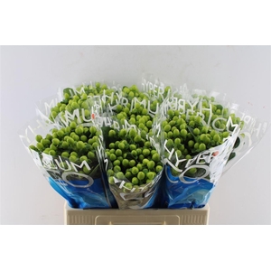 Hyp Coco Bamboo Green