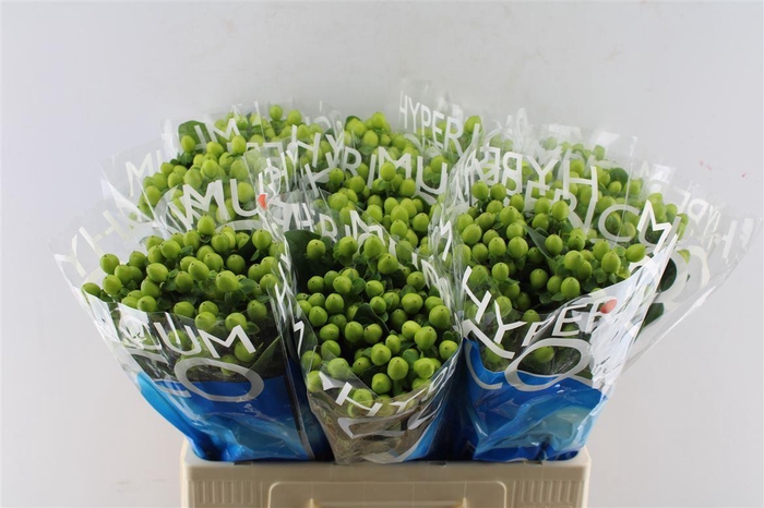 <h4>Hyp Coco Bamboo Green</h4>