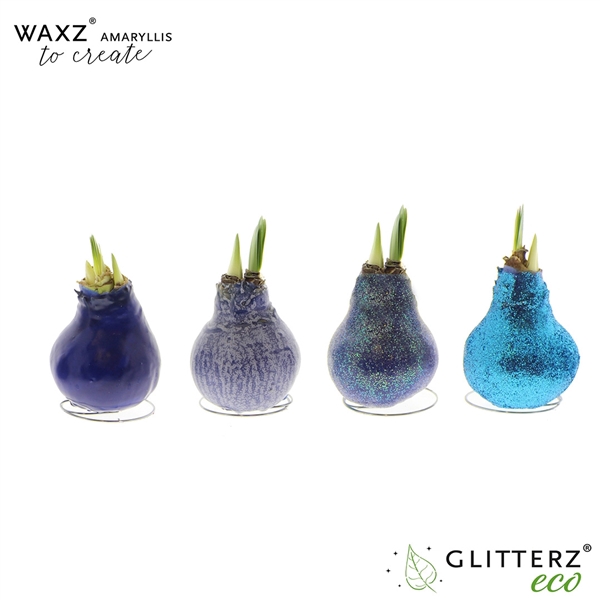 <h4>Amaryllis Waxz® to Create Blue</h4>