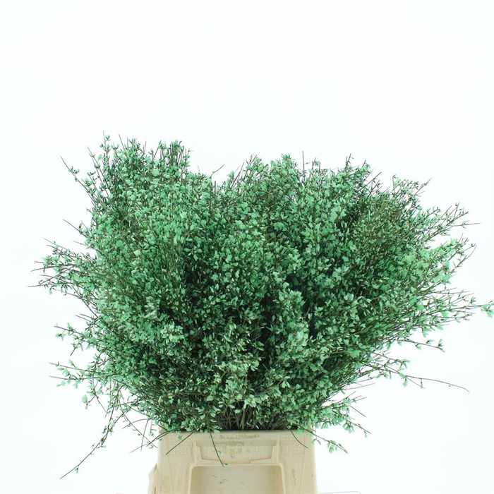 <h4>Ginster Green P Bunch 400gram</h4>