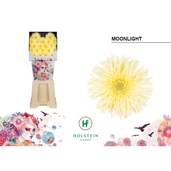 <h4>Ge Mi Spider Moonlight Diamond Holstein</h4>