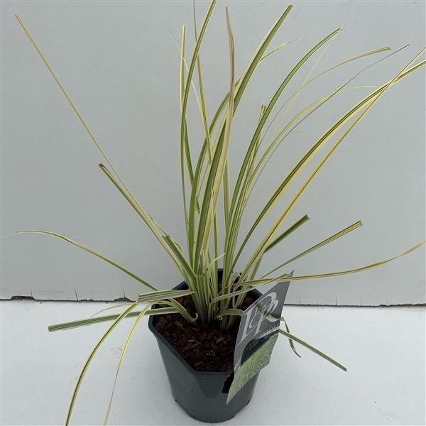 <h4>Cortaderia 'Splendid Star' P17 (2ltr)</h4>