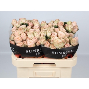 R TR GEN TRENDSETTER