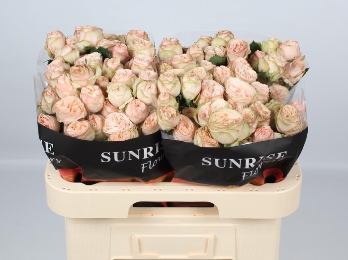 <h4>R TR GEN TRENDSETTER</h4>