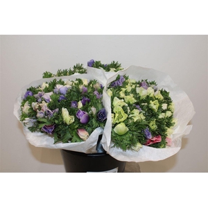 Anem Marianne Pastel Bicolor