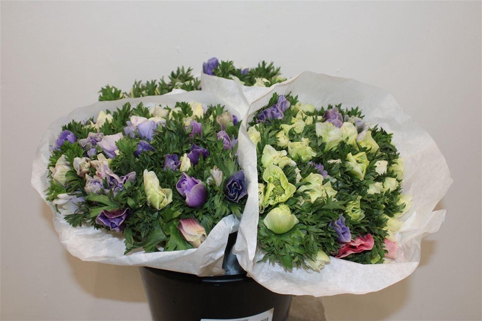 <h4>Anem Marianne Pastel Bicolor</h4>