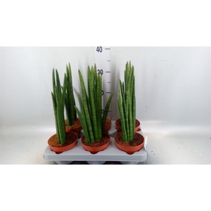 Sansevieria cyl. ...