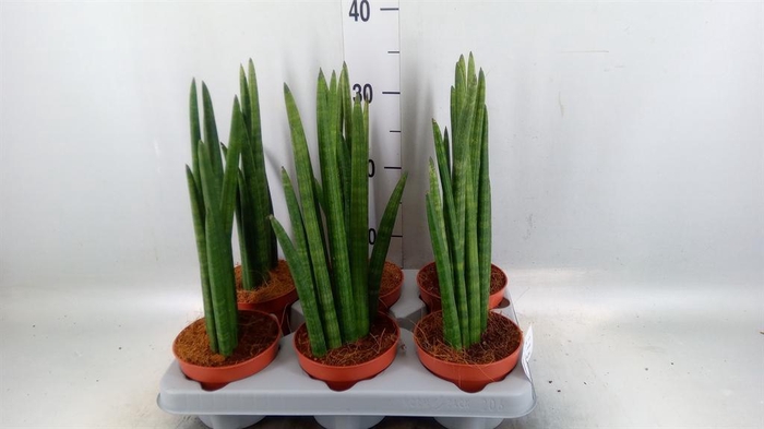 <h4>Sansevieria cyl. ...</h4>