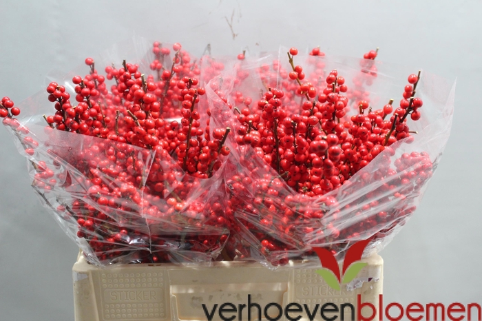 <h4>ILEX VE RODE BES</h4>