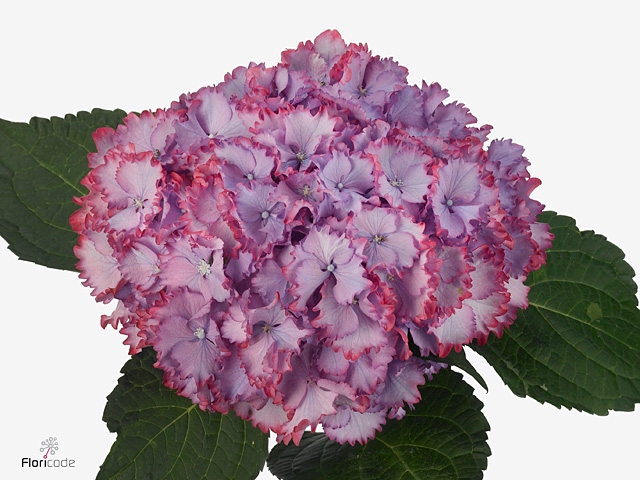 HYDR M MAG COLOURDRE