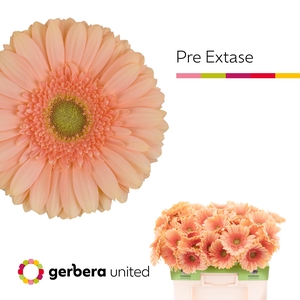 Gerbera Pre-Extase Water