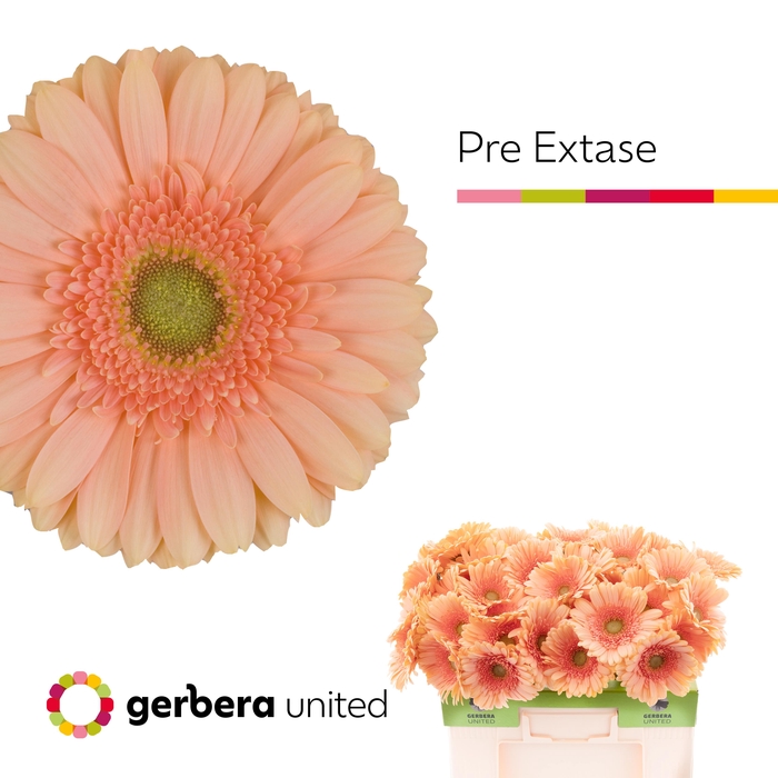 <h4>Gerbera Pre-Extase Water</h4>