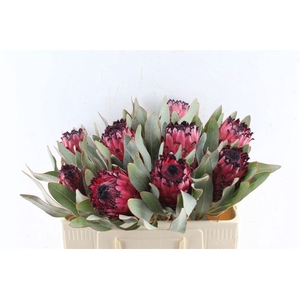 PROTEA MAGNIFICA