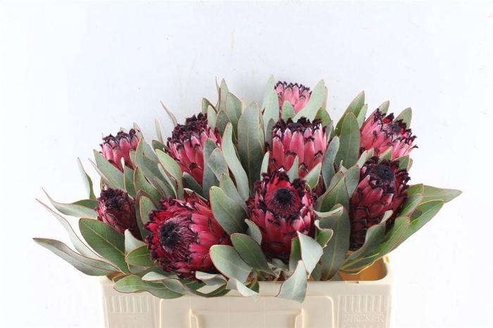 <h4>PROTEA MAGNIFICA</h4>