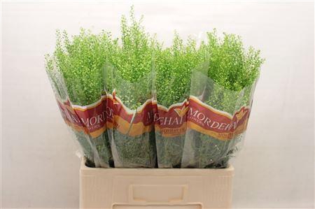 <h4>Lep Ru Green Bell</h4>