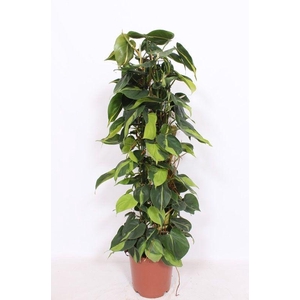 Philodendron Scandens Brasil