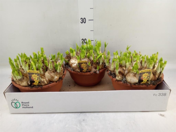 <h4>Narcissus  'Tete a tete'</h4>