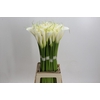 Zantedeschia Eydolls White