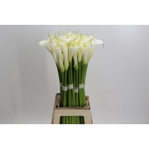 Zantedeschia Eydolls White