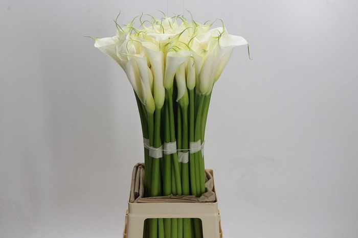 Zantedeschia Eydolls White
