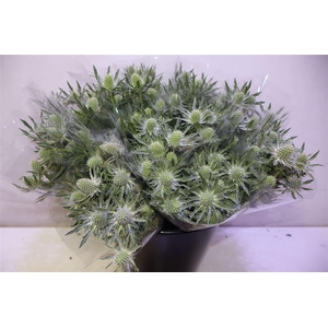 Eryn Sirius Qstar X5