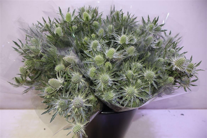 <h4>Eryn Sirius Qstar X5</h4>