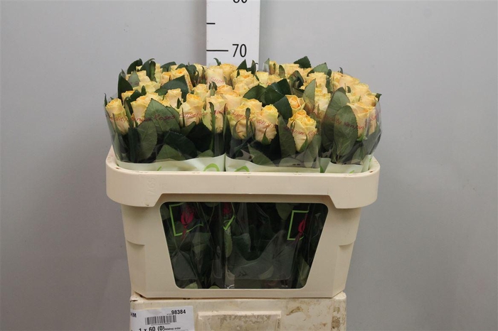 <h4>R Gr Peach Tacazzi+</h4>