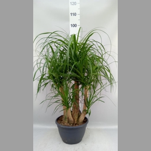 Beaucarnea recurvata