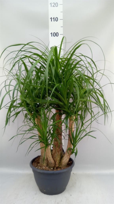 <h4>Beaucarnea recurvata</h4>
