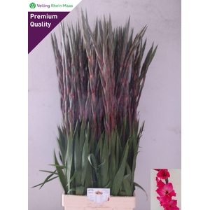 GLAD GR FAIRYTA PINK