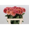 Dahlia Salmon Runner