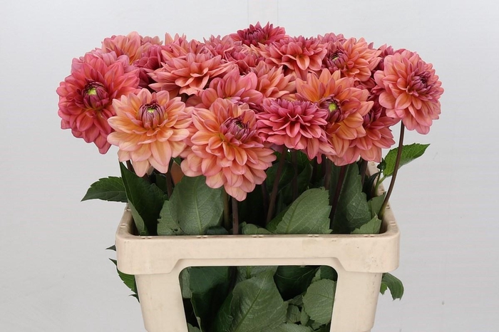 Dahlia Salmon Runner