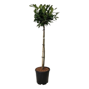 Prunus laur. 'Titan' ®