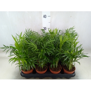 Chamaedorea elegans