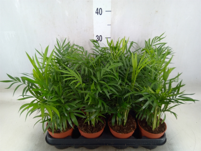 <h4>Chamaedorea elegans</h4>