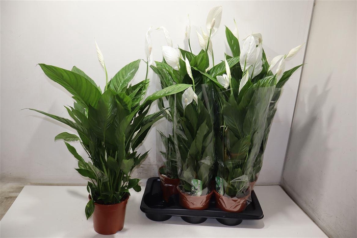 <h4>Spath Verdi</h4>