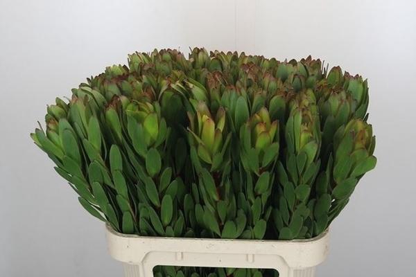 <h4>LEUCAD SAFARI GOLDST</h4>