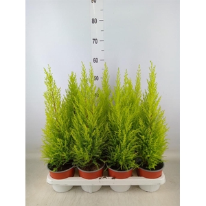 Cupressus macro. 'Goldcrest Wilma'