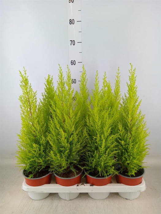 <h4>Cupressus macro. 'Goldcrest Wilma'</h4>
