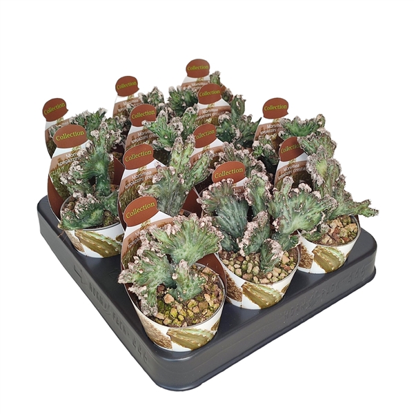 <h4>MONVILLEA SPEGAZZINI MOSTRUOSA CRESTATA - POT Ø 6,5 COLLECTION WITH POTCOVER (CACTUS)</h4>