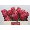 Protea Venus