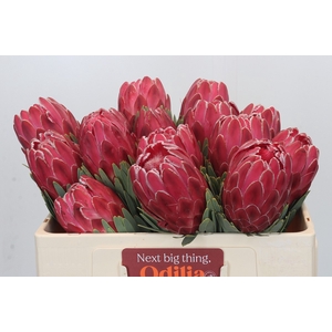 Protea Venus