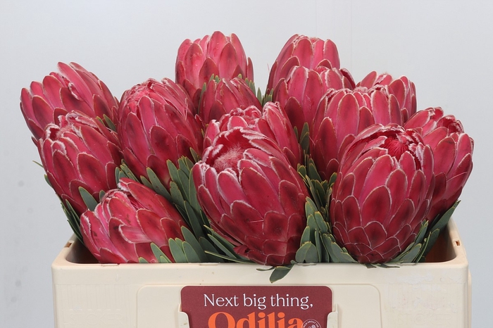 Protea Venus