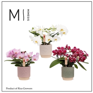 Mimesis Phal. Muse Mix - 25+ flowers in Luna mix Ceramic