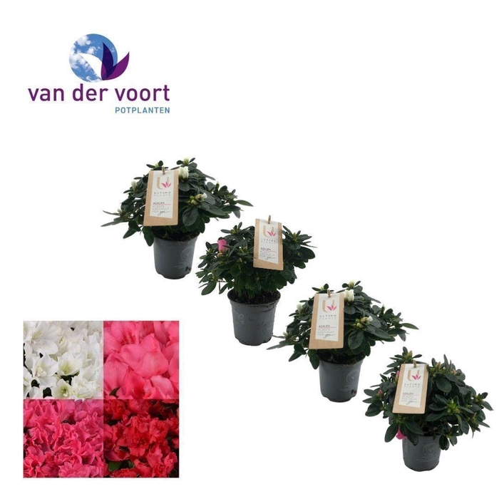 RHODO SI V GEM 4 SRT