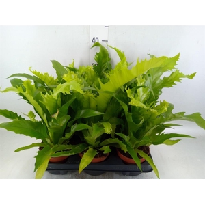 Asplenium antiquum 'Gioia'